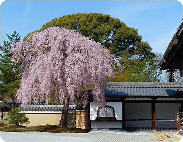 高台寺11