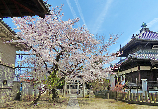 妙顕寺24