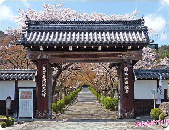 西教寺桜1