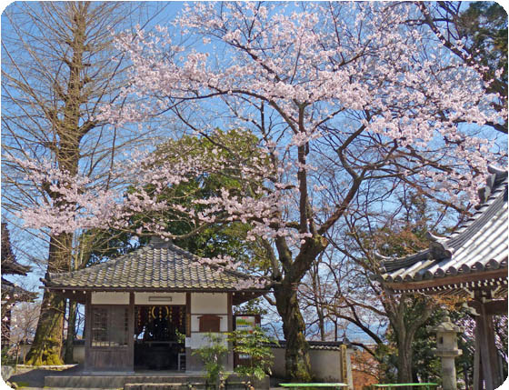 西教寺桜3
