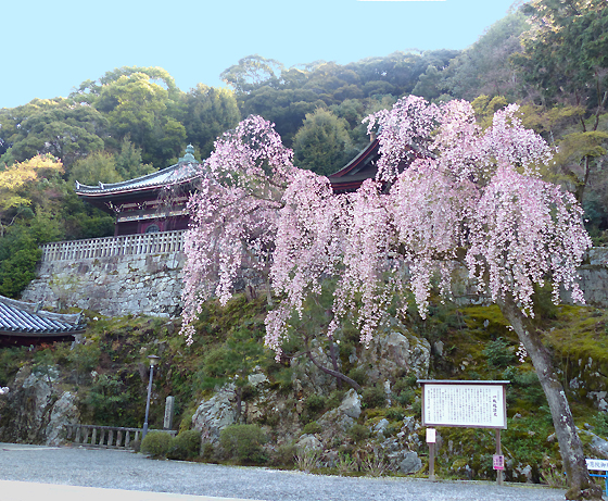 知恩院の桜と紅葉 京都のお寺