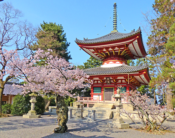 知恩院の桜と紅葉 京都のお寺