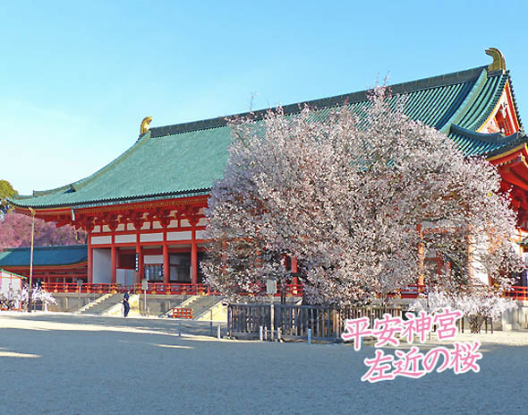 平安神宮左近の桜1