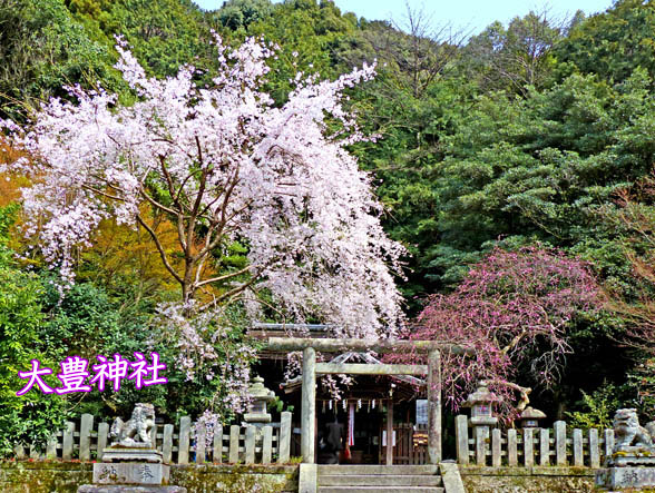 大豊神社桜